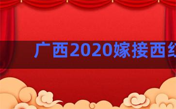 广西2020嫁接西红柿